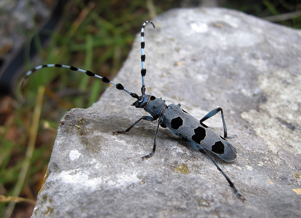 Rosalia alpina